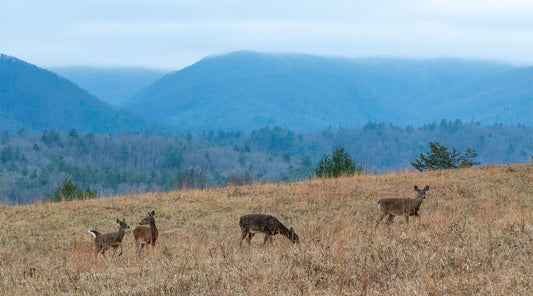 Cades Cove in the Great Smoky Mountains National Park with four deer standing next to each other with a mountain in the backdrop.