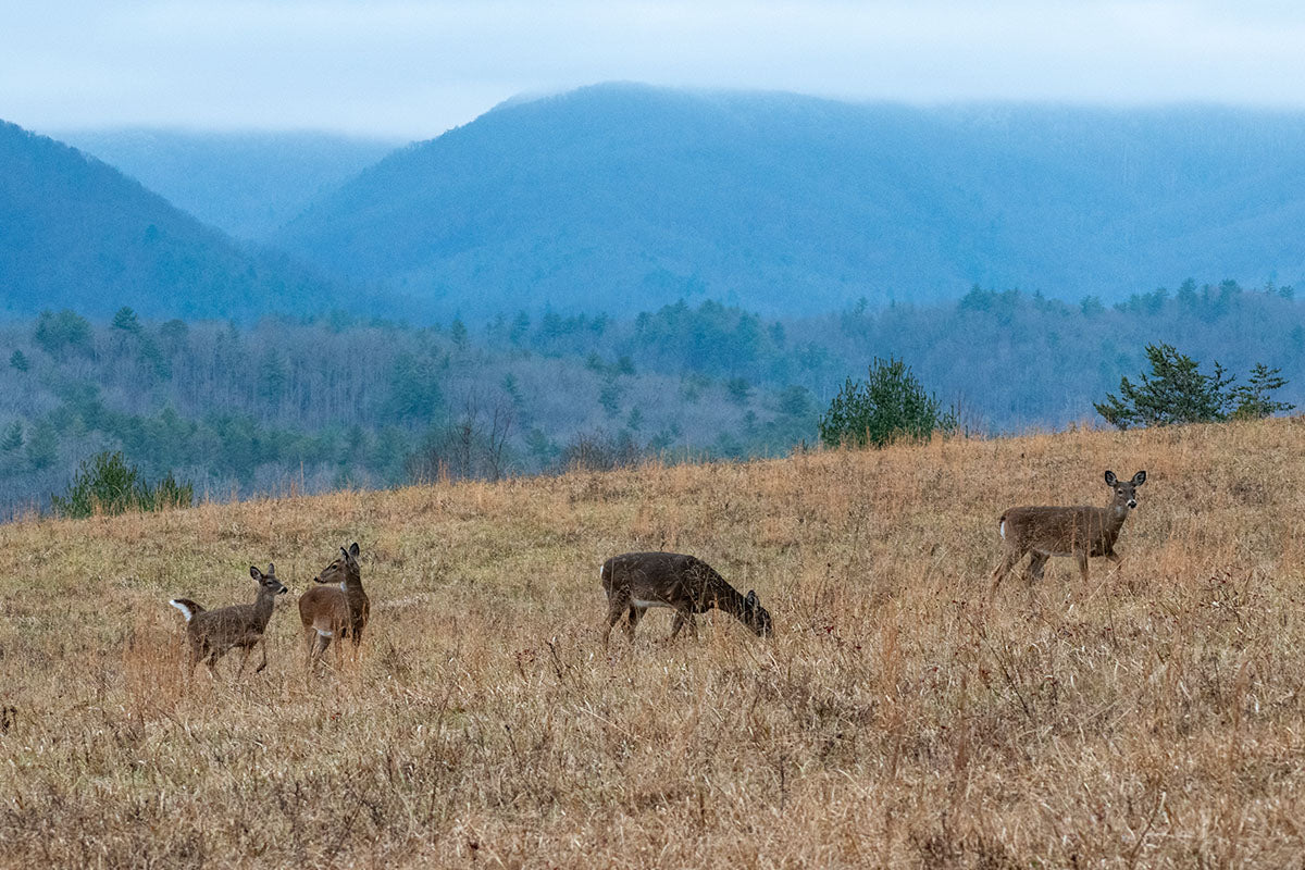 Cades Cove deer in the Great Smoky Mountains National Park.